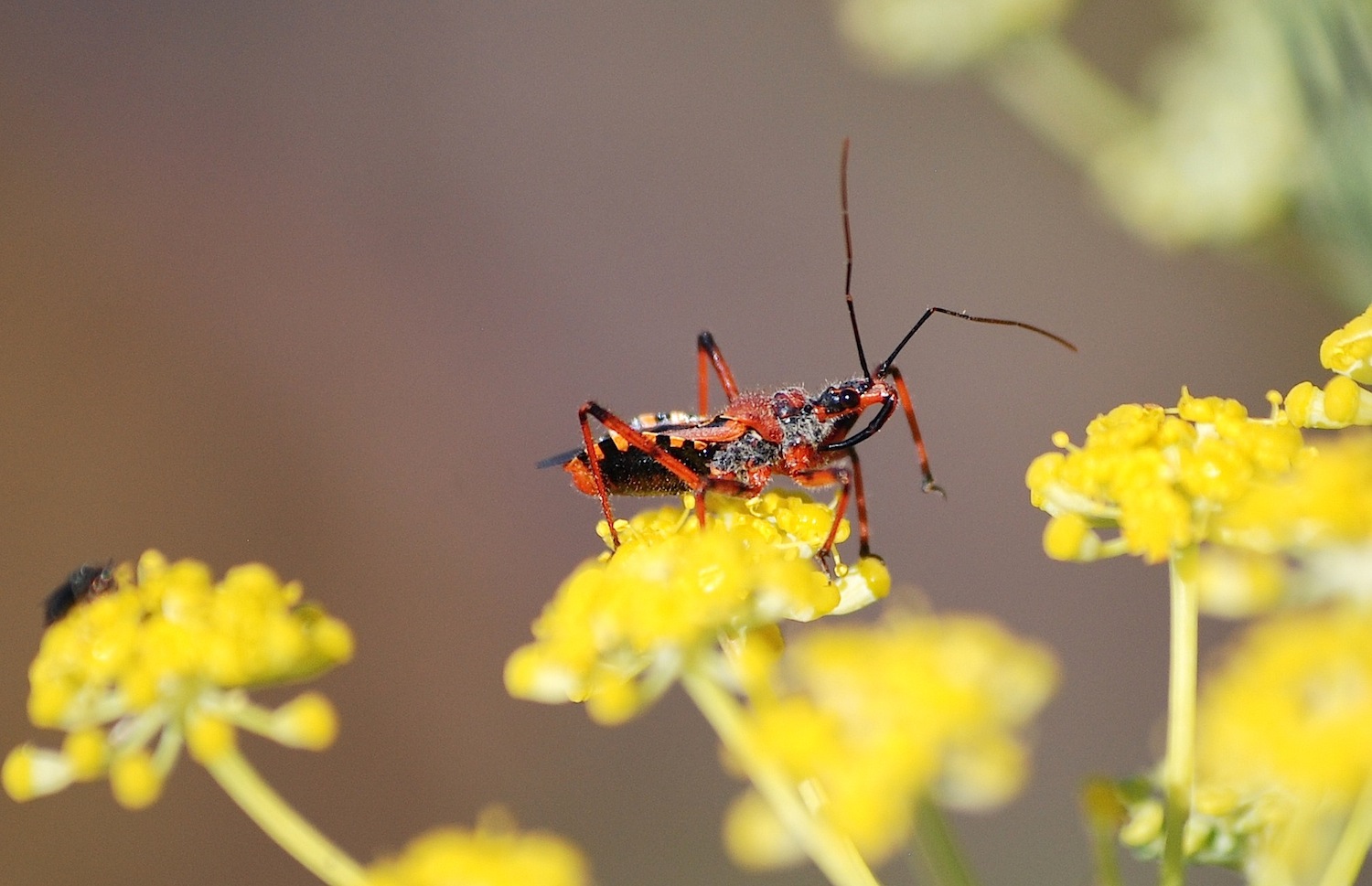 Reduviidae: Rhinocoris erythropus della Sardegna